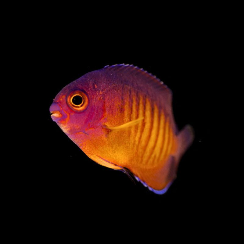 Streifen-Zwergkaiserfisch