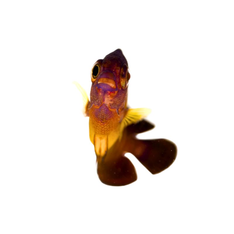 Streifen-Zwergkaiserfisch