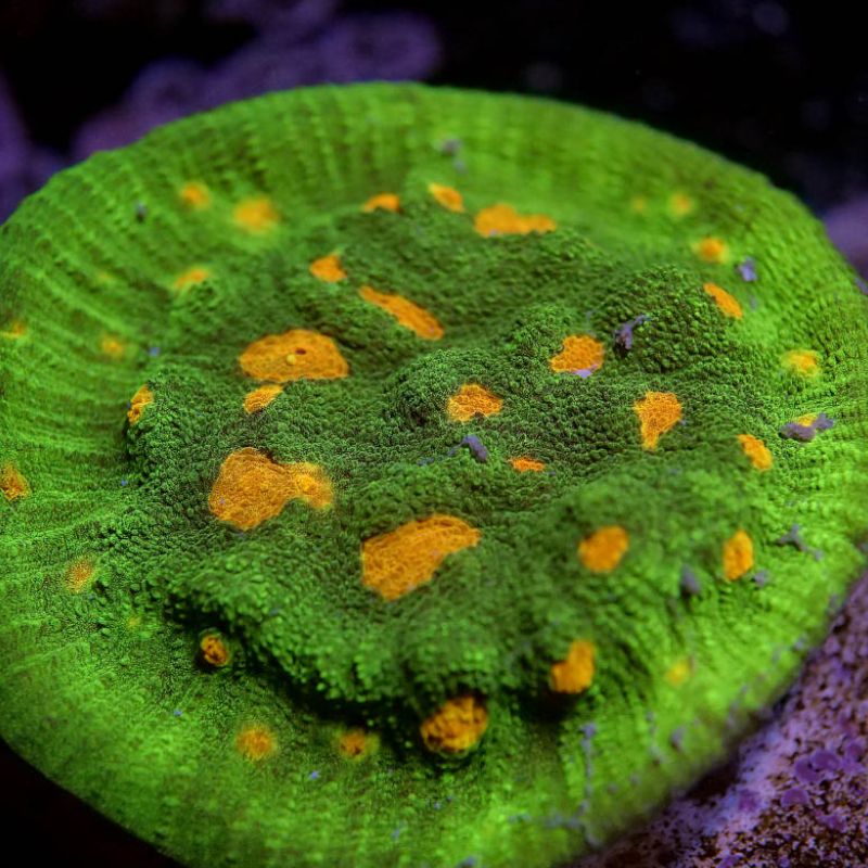 Chalice 'Space Invader'