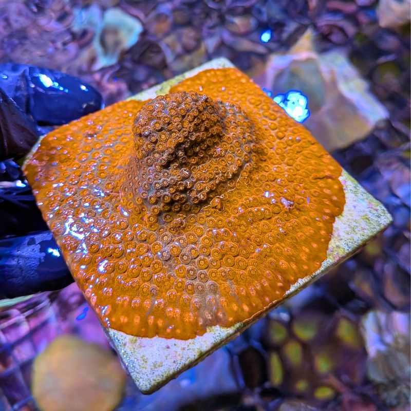 Cyphastrea sp. 'Tangerine'