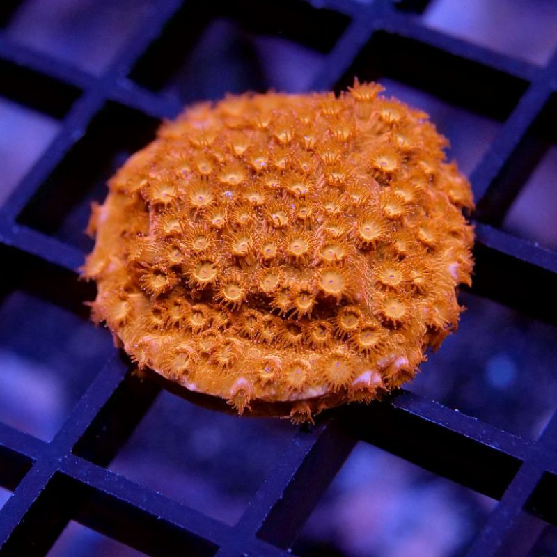 Cyphastrea sp. 'Tangerine'