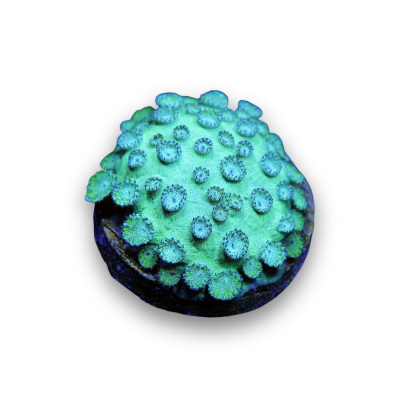 Cyphastrea sp. 'Mint'