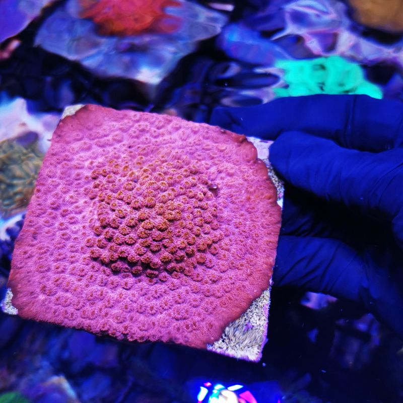 Cyphastrea sp. 'Red'