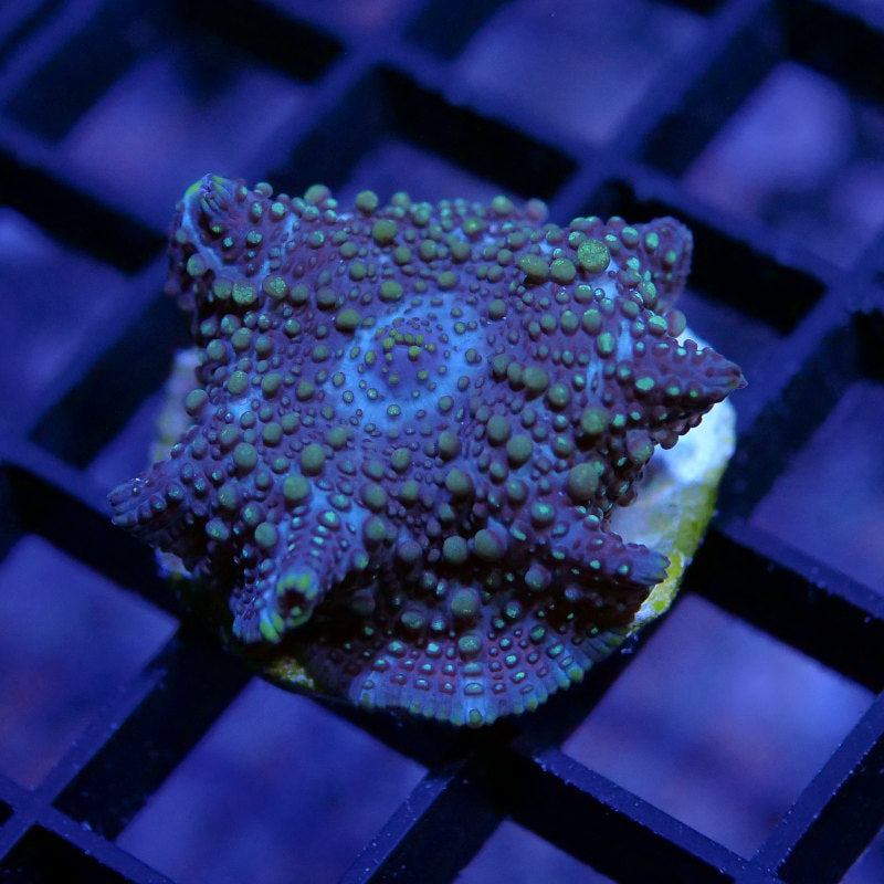 Discosoma 'Lava Lamp'