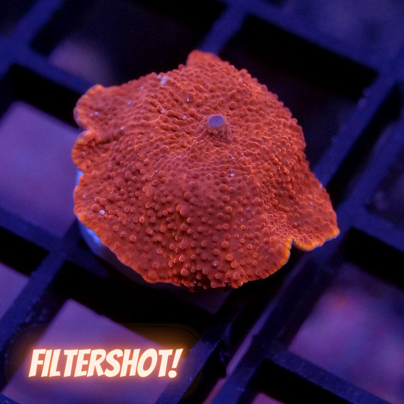 Discosoma 'Red'
