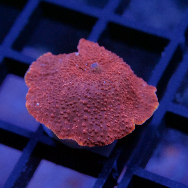Discosoma 'Red'