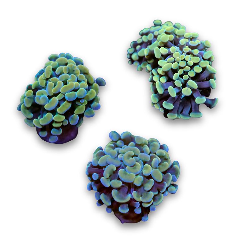 Euphyllia sp. 'Golden Hammer'
