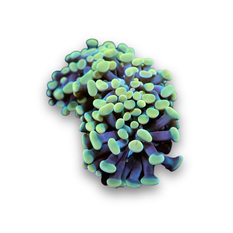 Euphyllia sp. 'Golden Hammer'