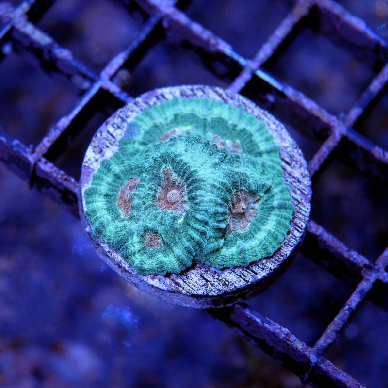 Favia sp. 'Martian'