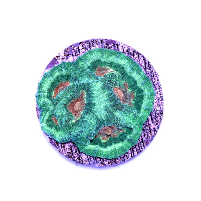 Favia sp. 'Martian'