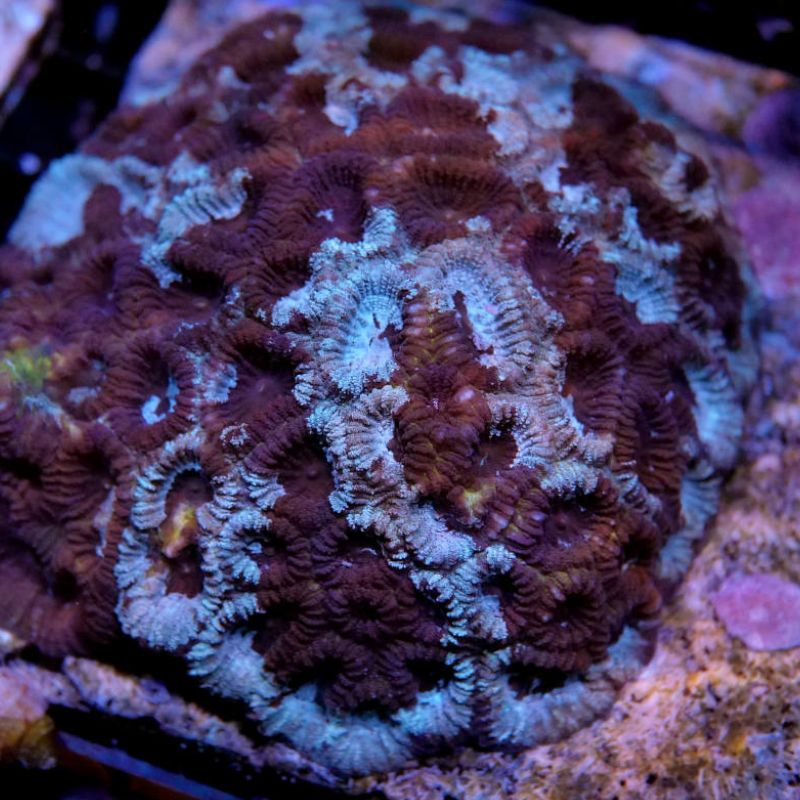 Favia sp. 'Blue Inked'