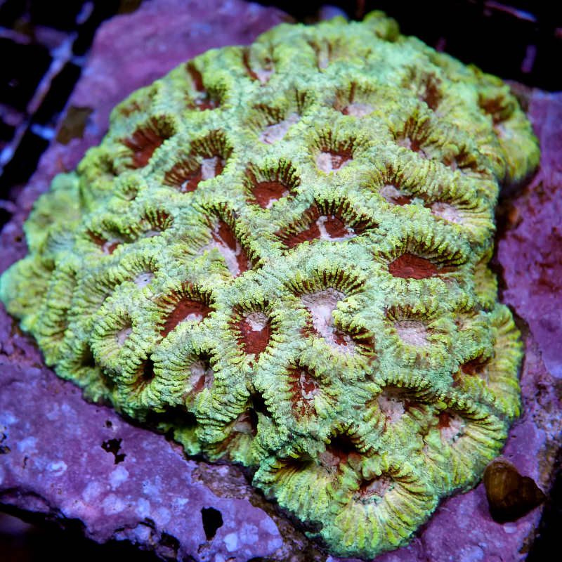 Favia sp. 'Funky'