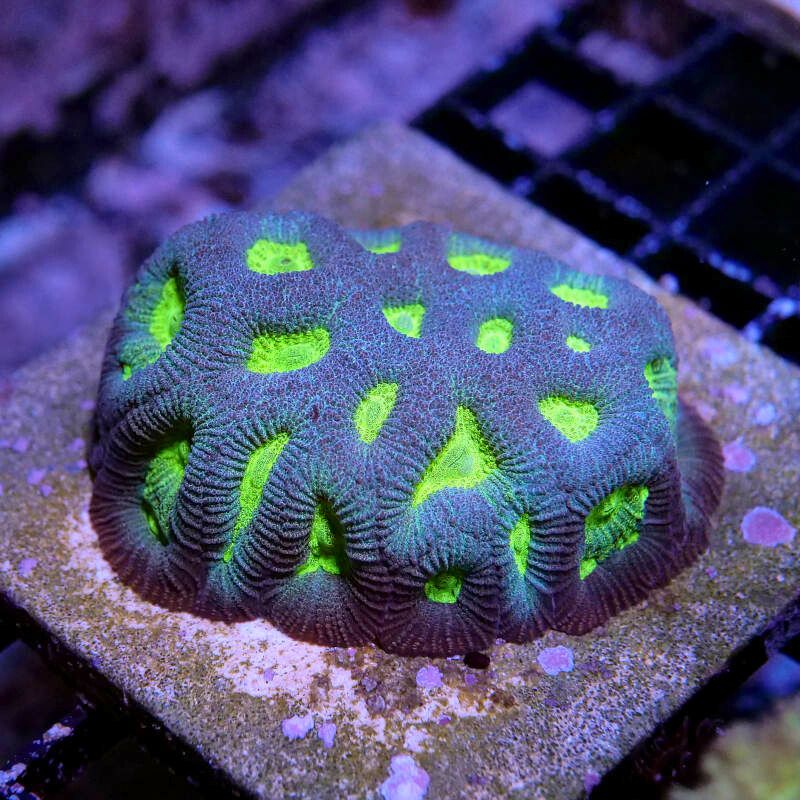 Favia sp. 'Radioactive'
