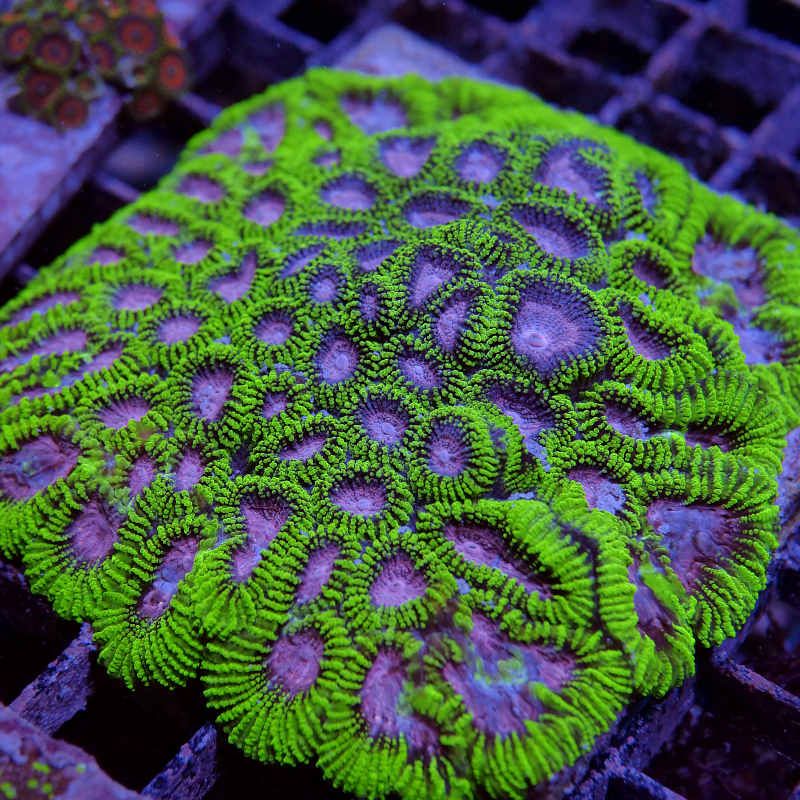 Favia sp. 'Space Monkey'