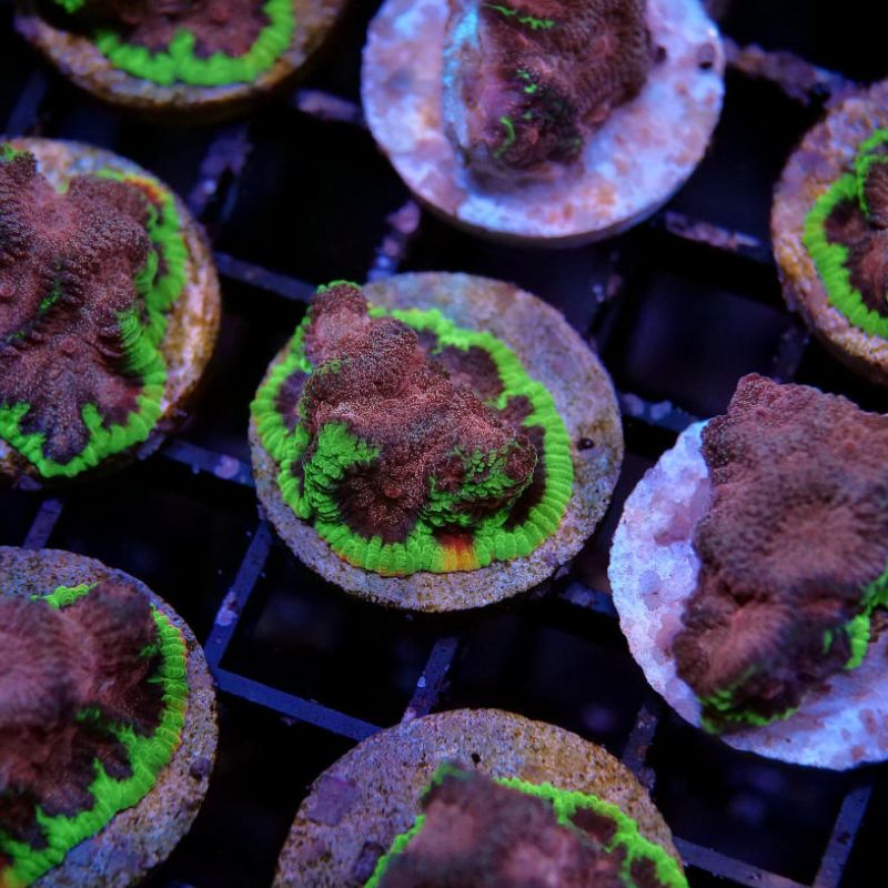 Favites sp. 'Bejeweled'