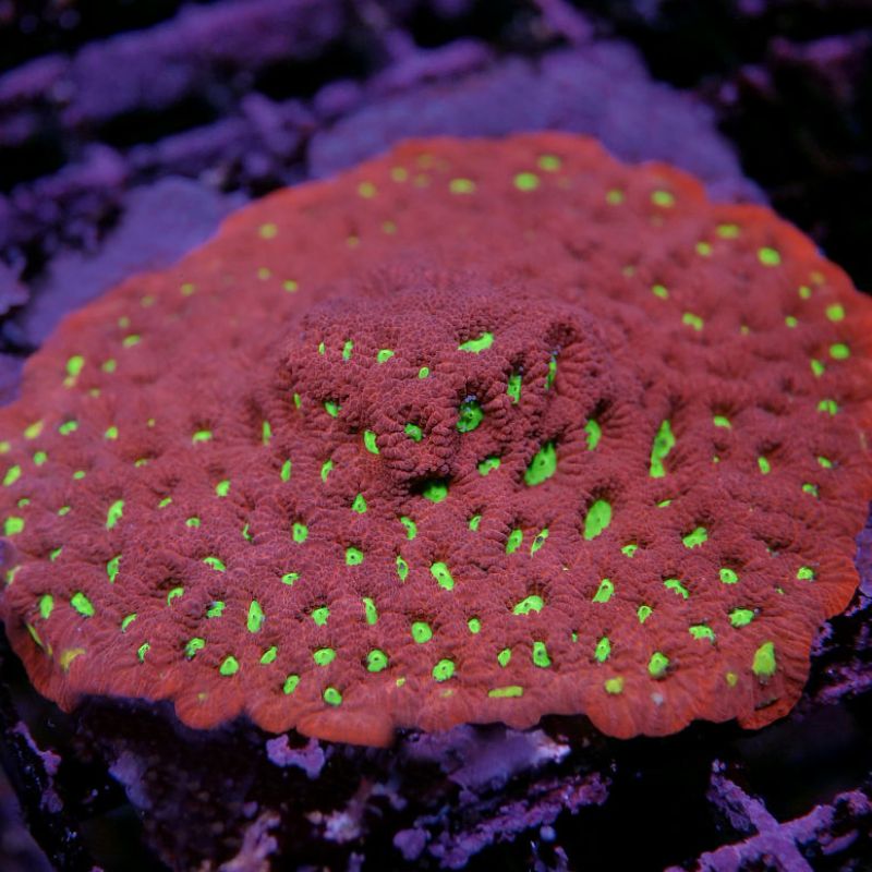 Favites sp. 'Red War'