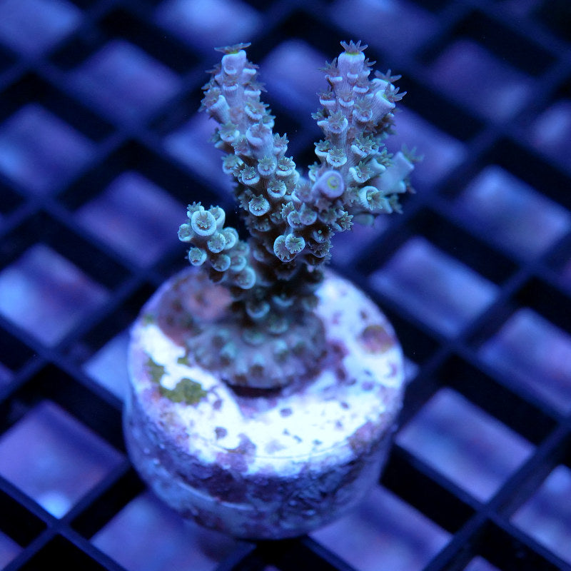 Acropora kenti - SciReef Twin - Grade 1 - lime rose