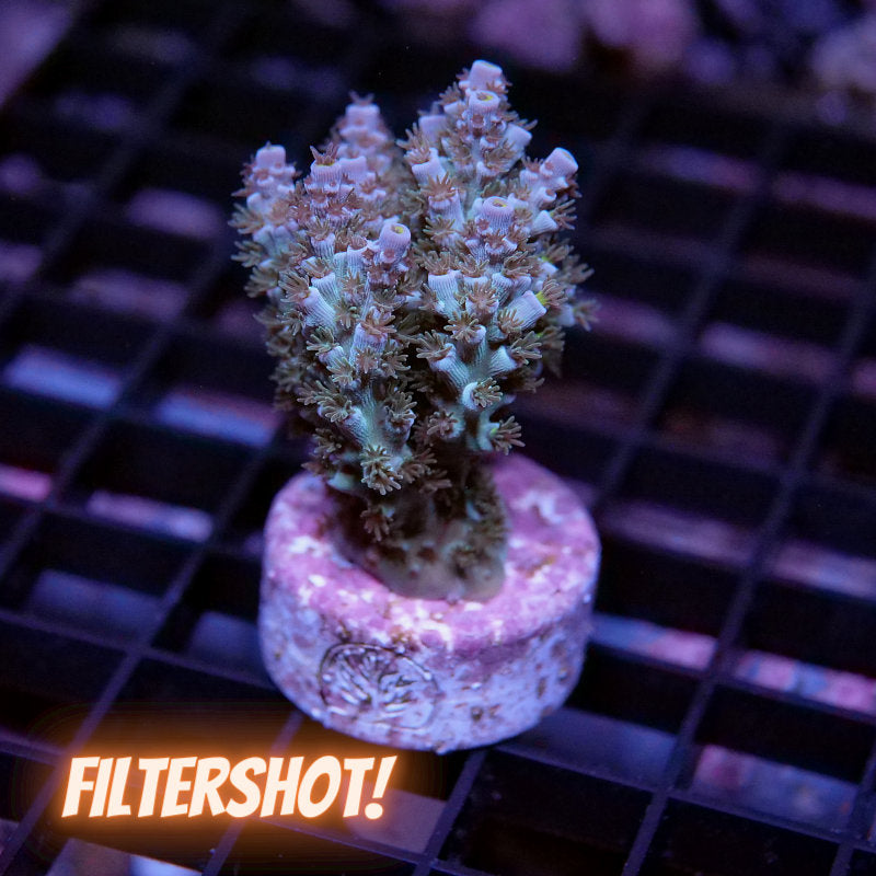 Acropora kenti - SciReef Twin - Grade 2 - lime rose