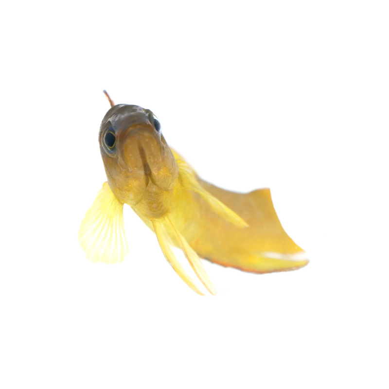 Yellow Assessor