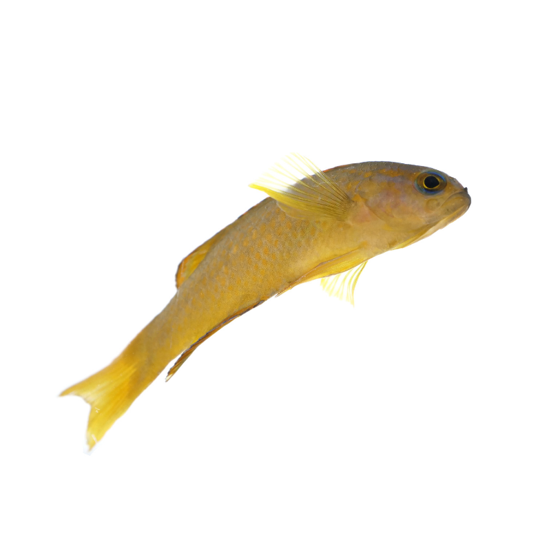 Gelber Mirakelbarsch