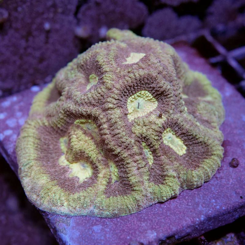 Goniastrea sp. 'Pineapple Delight'