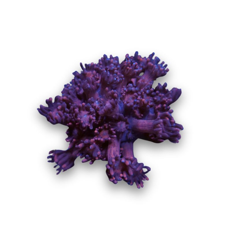 Goniopora 'Red'