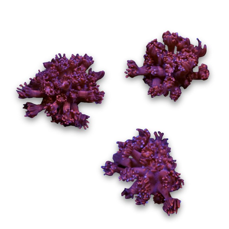 Goniopora 'Red'