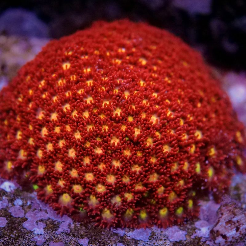 Goniopora sp. 'Flash'