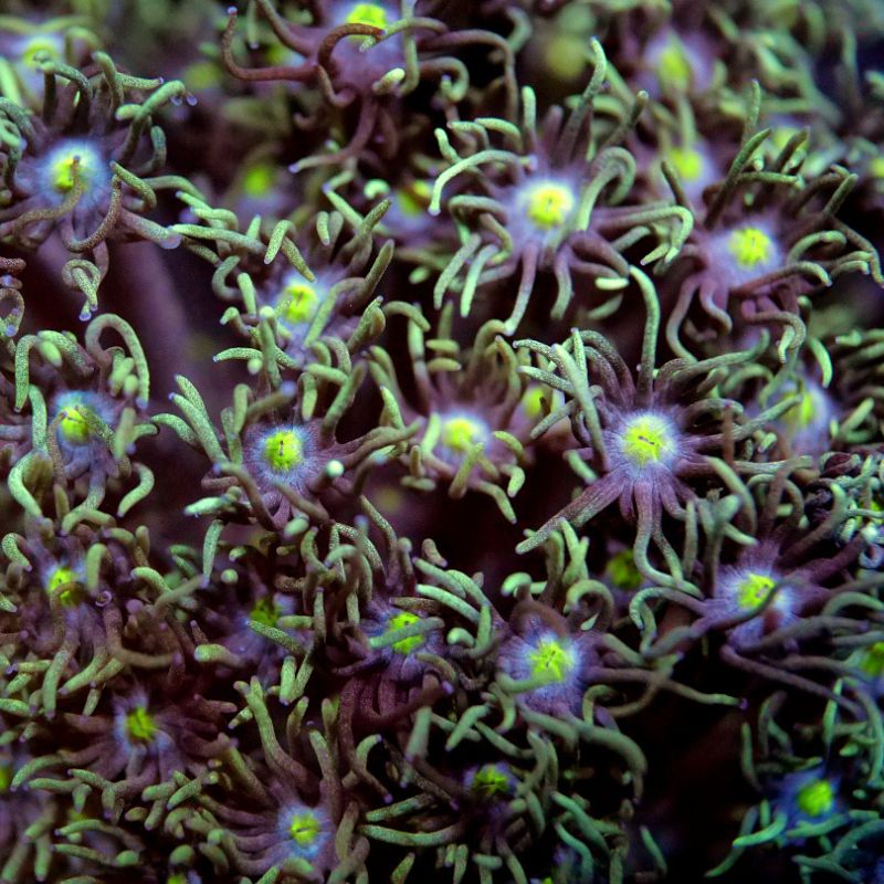 Goniopora 'Green Light'