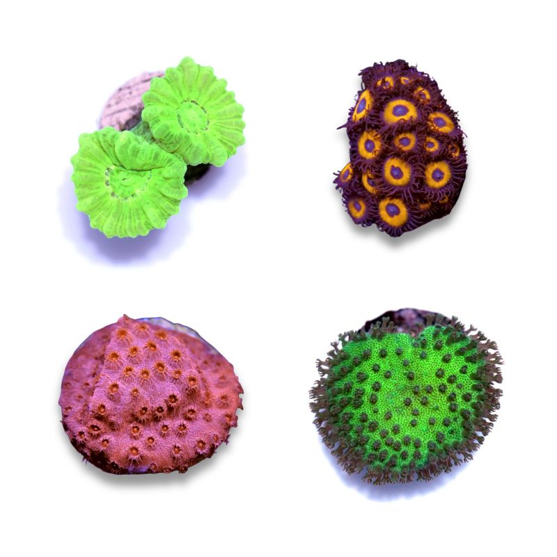 Korallenpaket 'Nano'