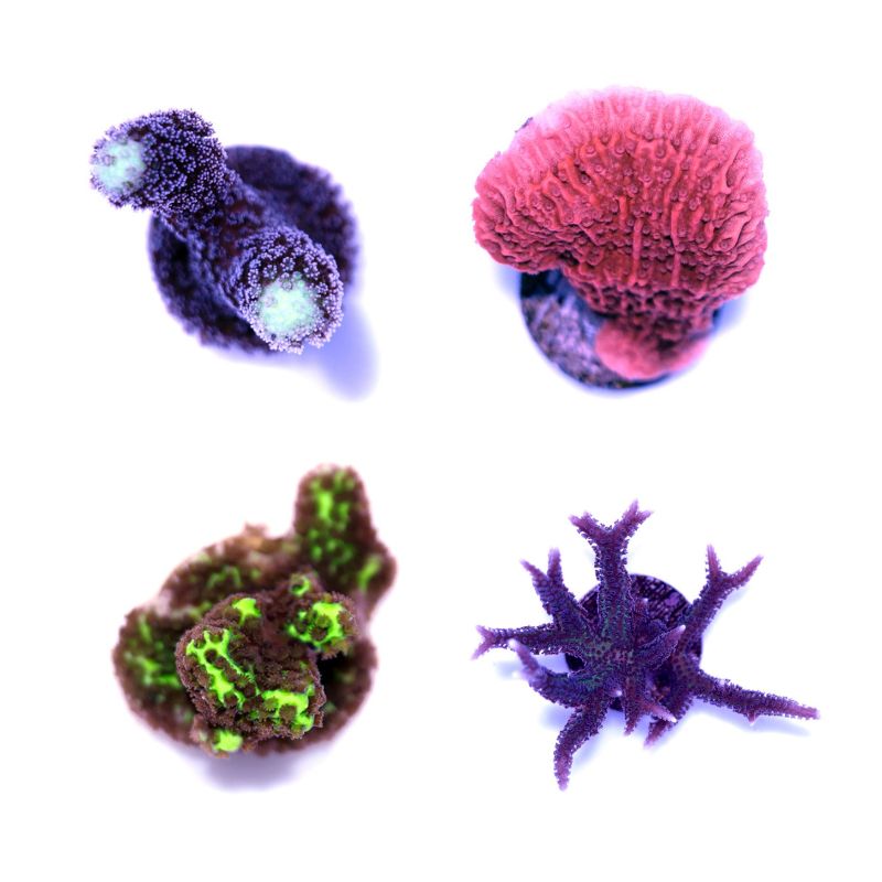 Frag Pack SPS Starter