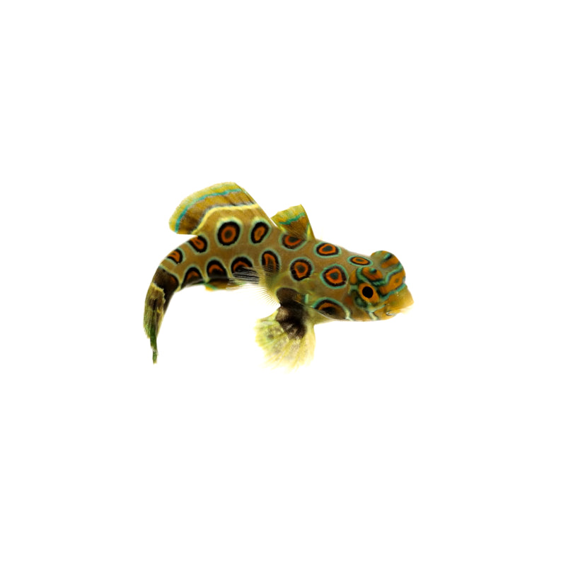 Spotted Mandarin