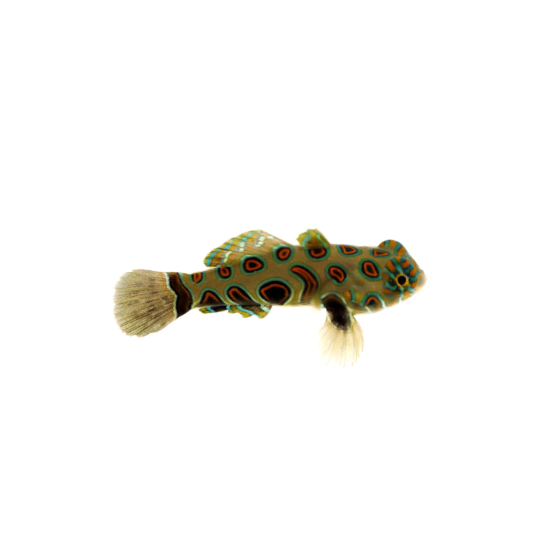 Spotted Mandarin