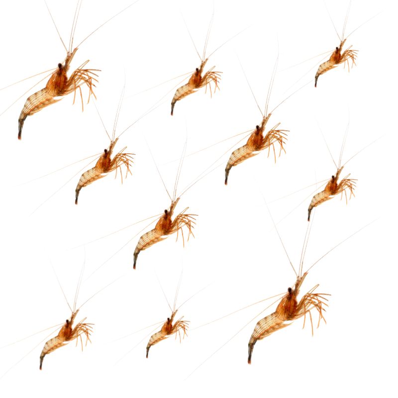 Lysmata wurdemanni