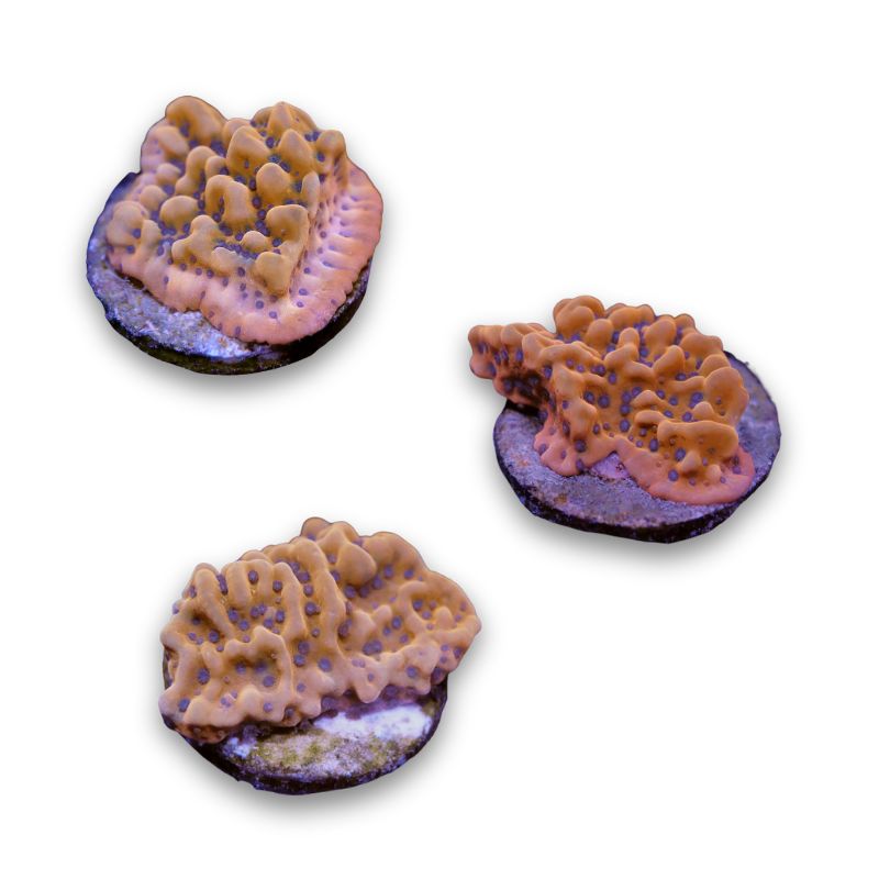 Montipora 'Kung Pao'