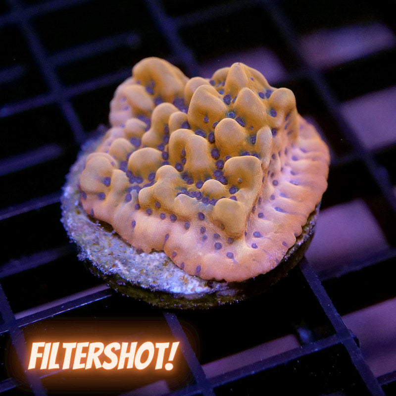 Montipora 'Kung Pao'