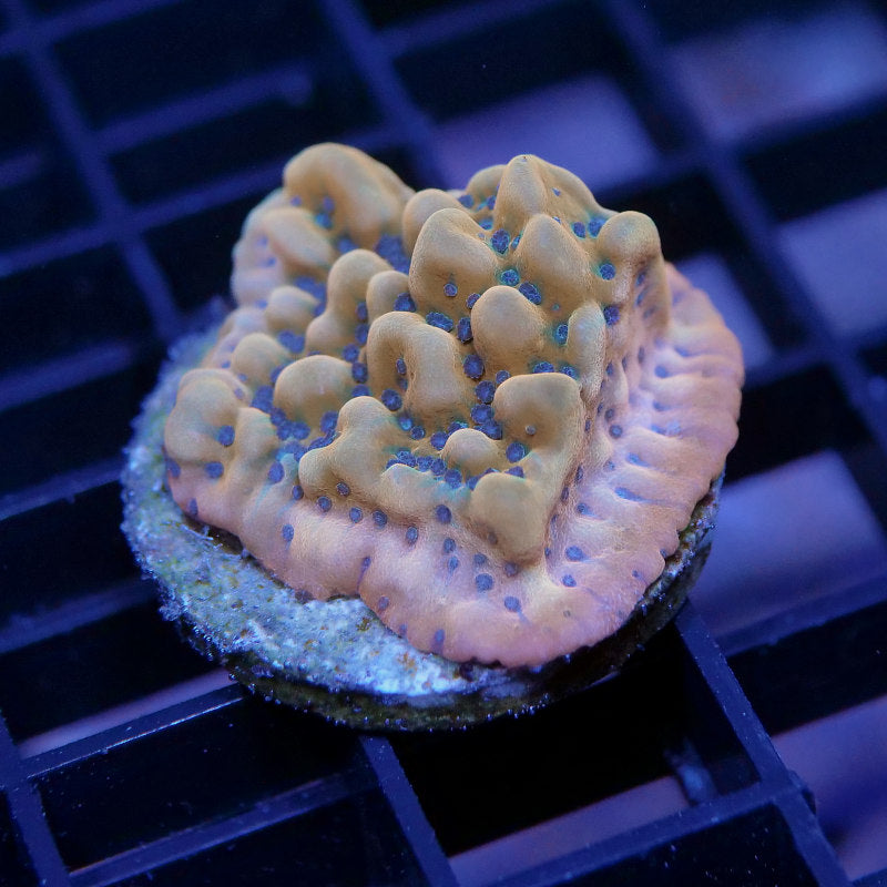 Montipora 'Kung Pao'