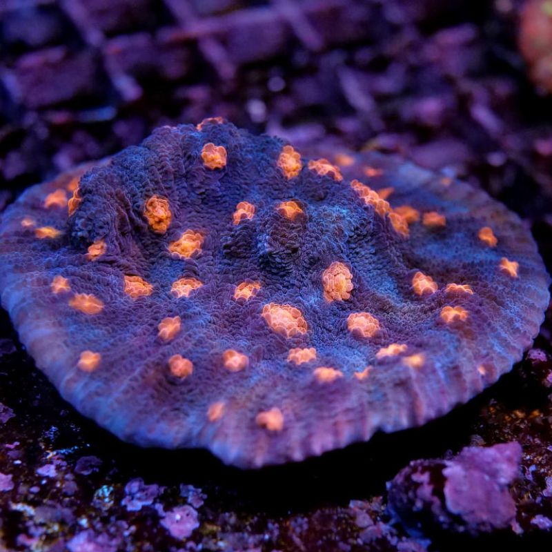 Mycedium robokaki 'Raspberry Eye'