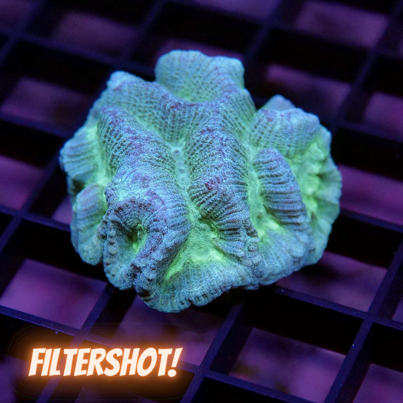 Oulophyllia sp. 'Neon'