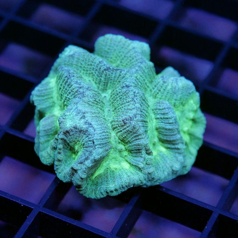 Oulophyllia sp. 'Neon'