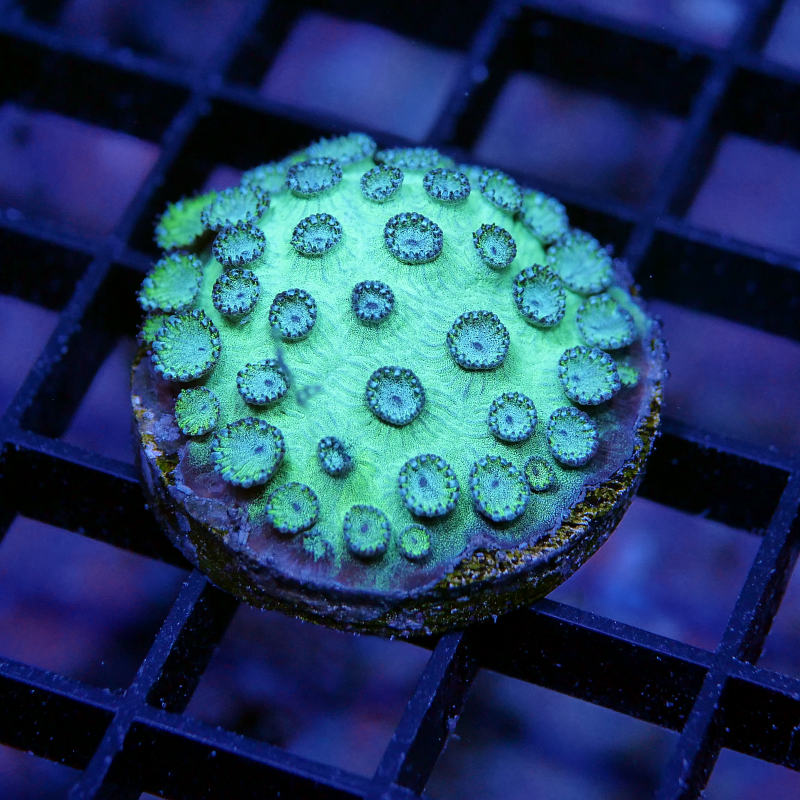 Cyphastrea sp. 'Mint'