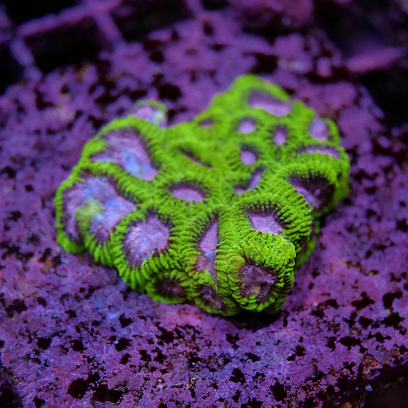 Favia sp. 'Space Monkey'