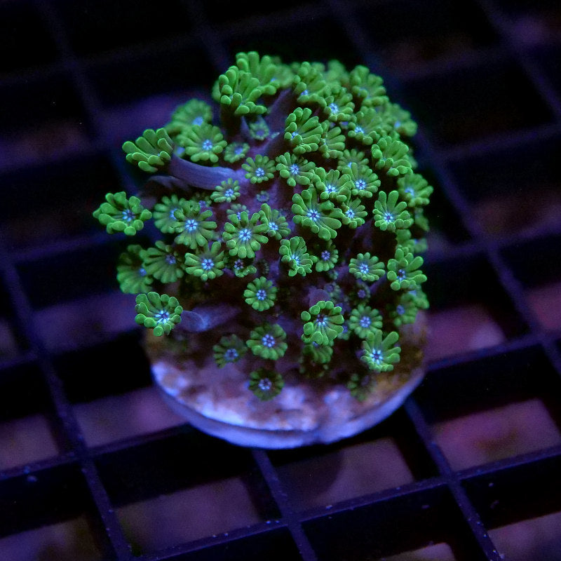 Alveopora allingi 'Green'