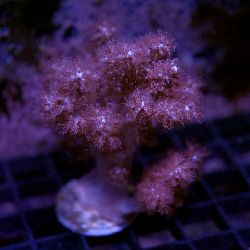 Capnella sp. 'Pink'
