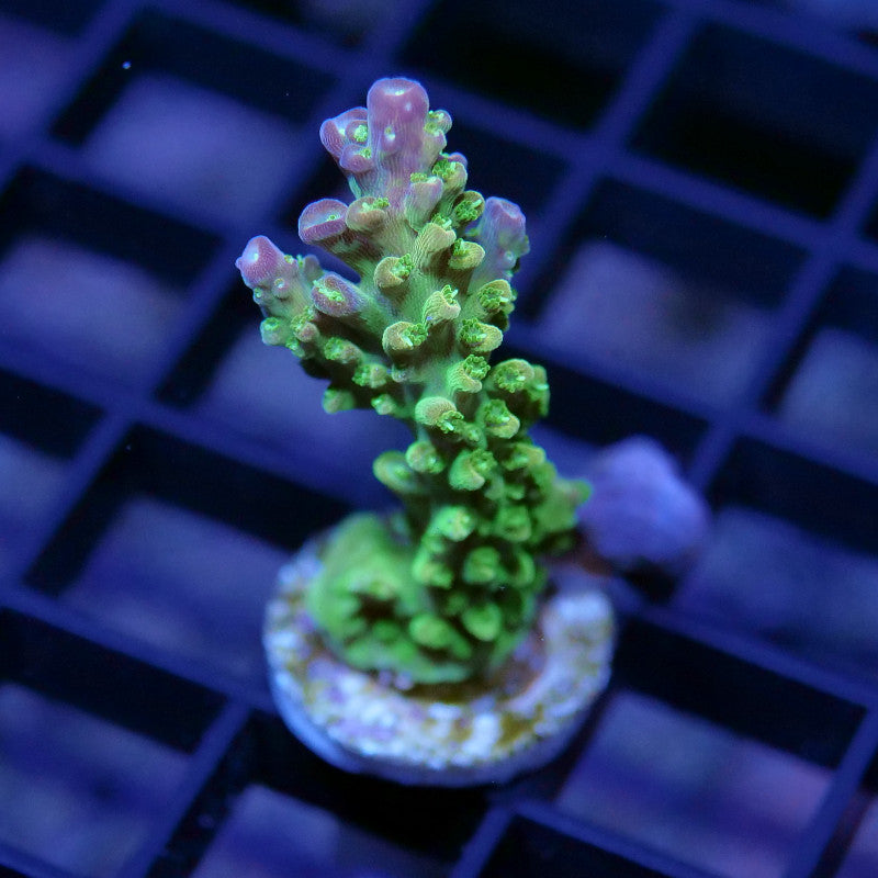 Acropora sp. 'Mango Garden'