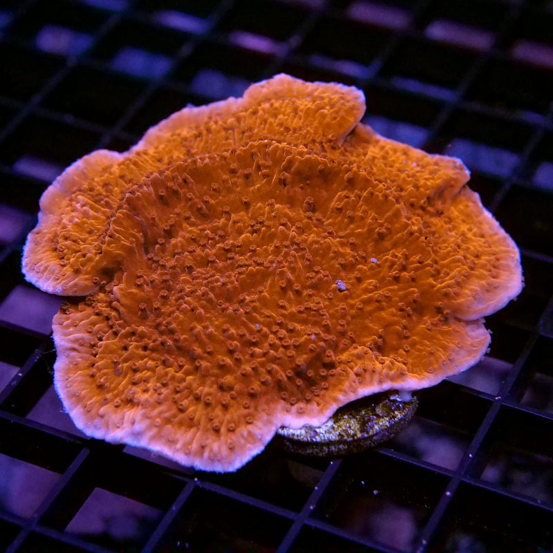 Montipora sp. 'Red Cap'