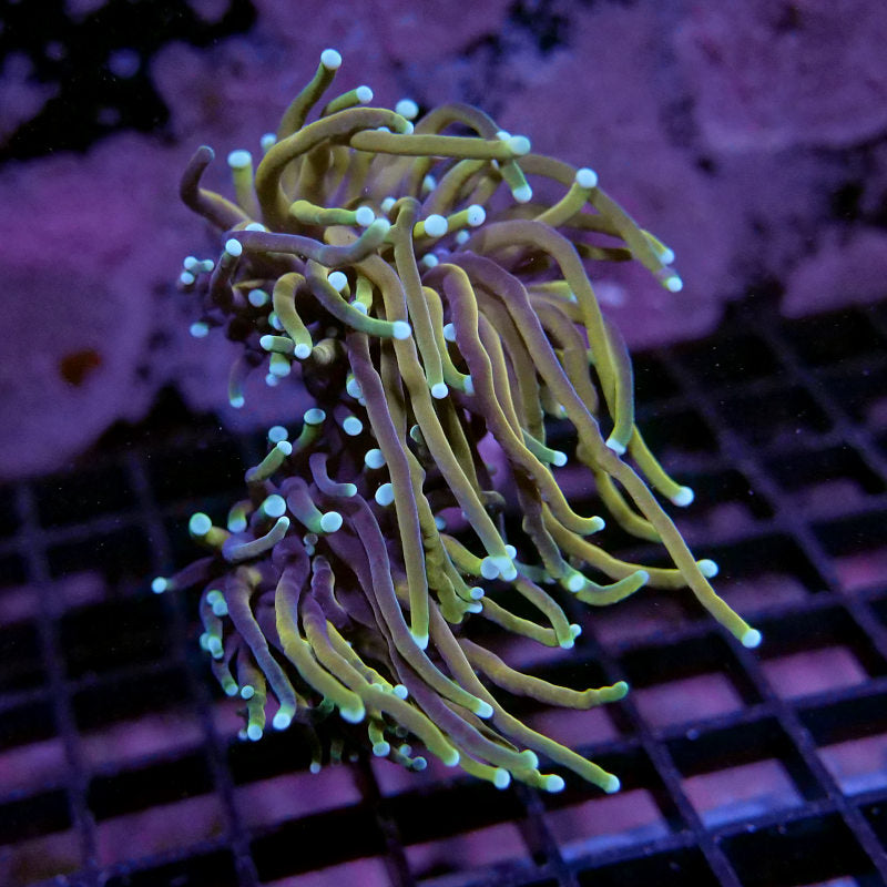 Euphyllia glabrescens 'Golden Torch'