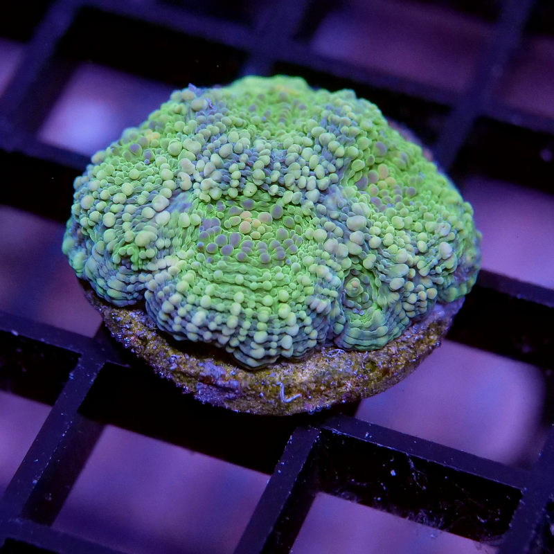 Acanthastrea echinata 'Light Green'