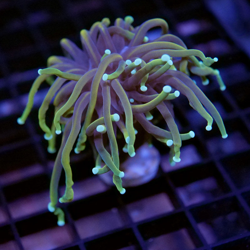 Euphyllia glabrescens 'Golden Torch'