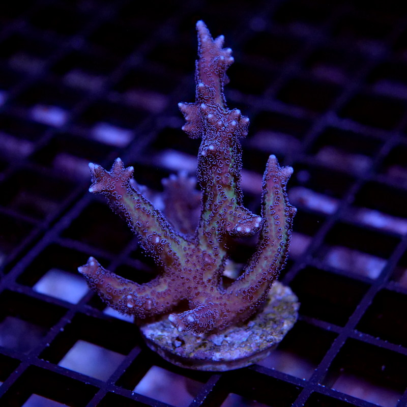 Frag Pack SPS Starter